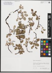 Foto von Salix reticulata L.